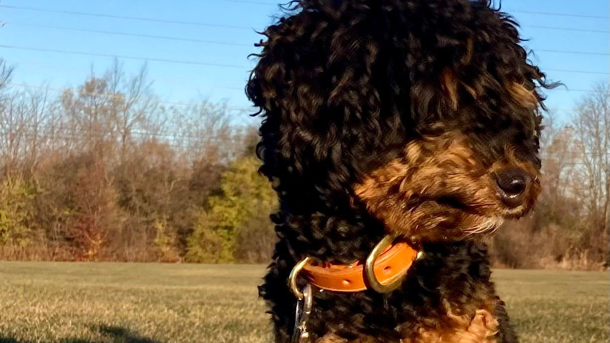 Classic Leather Collar – Personalized with Your Dog's Name